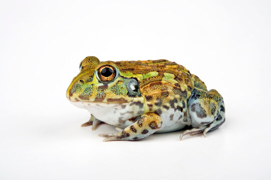 African bullfrog // Afrikanischer Ochsenfrosch (Pyxicephalus adspersus)