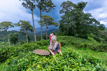 Hill tribe Asian woman in traditional clothes collecting tea leaves with basket in tea plantations...