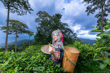 Hill tribe Asian woman in traditional clothes collecting tea leaves with basket in tea plantations...