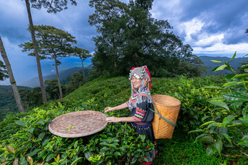 Hill tribe Asian woman in traditional clothes collecting tea leaves with basket in tea plantations...