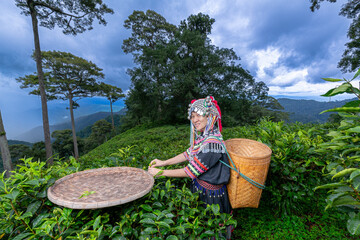 Hill tribe Asian woman in traditional clothes collecting tea leaves with basket in tea plantations...