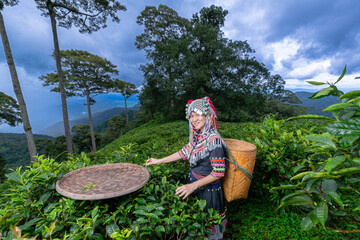 Hill tribe Asian woman in traditional clothes collecting tea leaves with basket in tea plantations...