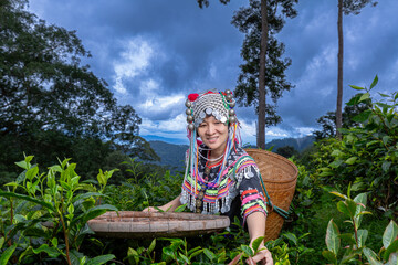 Hill tribe Asian woman in traditional clothes collecting tea leaves with basket in tea plantations...