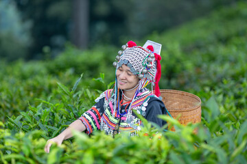 Hill tribe Asian woman in traditional clothes collecting tea leaves with basket in tea plantations...