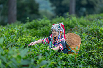 Hill tribe Asian woman in traditional clothes collecting tea leaves with basket in tea plantations...