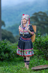 Hill tribe Asian woman in traditional clothes collecting tea leaves with basket in tea plantations terrace, Chiang mai, Thailand collect tea leaves