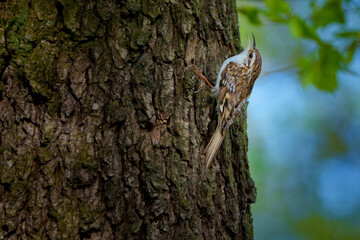 Certhia familiaris is a small passerine bird, simply as treecreeper