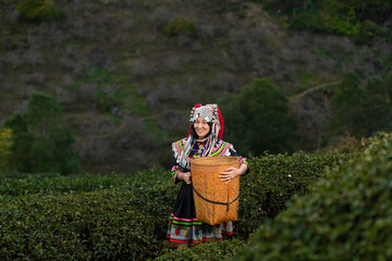Hill tribe Asian woman in traditional clothes collecting tea leaves with basket in tea plantations...
