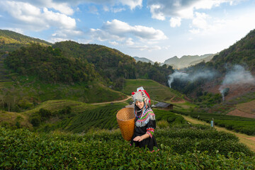 Fototapeta na wymiar Hill tribe Asian woman in traditional clothes collecting tea leaves with basket in tea plantations terrace, Chiang mai, Thailand collect tea leaves