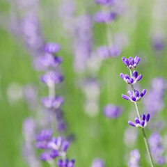Background from violet lavender in the garden