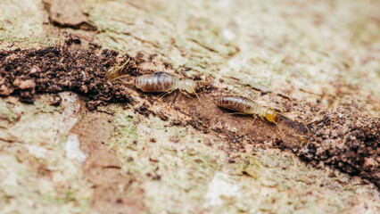 Close up of worker termites walking in nest on forest floor, Termites walking in mud tube, Small termites, Selective focus.