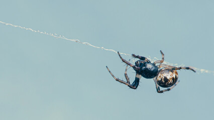 Common black house spider walking on its cobweb or spider's web with nature background, Selective focus.