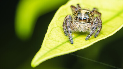 Close up a Jumping spider on green leaf, Selective focus, Macro photos