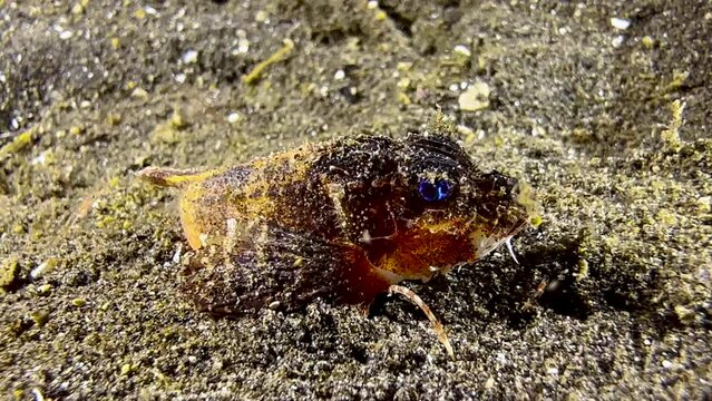 Rough-head sting fish ambushing prey during night. This stonefish relative has bright blue eyes and able to devour its prey with one giant gulp.