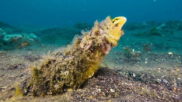 Underwater shot of blenny looking out of a bottle neck. Bottle is overgrown with algae. Symbolic image for pollution, but also for adaptability of wildlife. long shot during day in indo-pacific