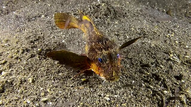 Rough-head sting fish feeding on plankton during night next to sandy seabed. Devours small underwater creatures by sucking them in. Front view close up, at the end the fish is leaving the frame.