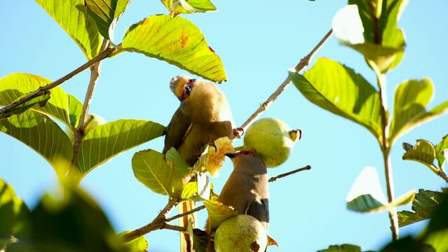 Telephoto upward shot of two red-faced mousebirds eating guava fruit in treetop