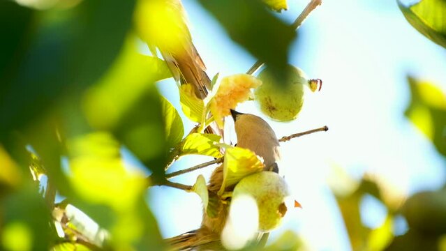 Red-faced mousebird Urocolius indicus sits in tree eating guava fruit, tele