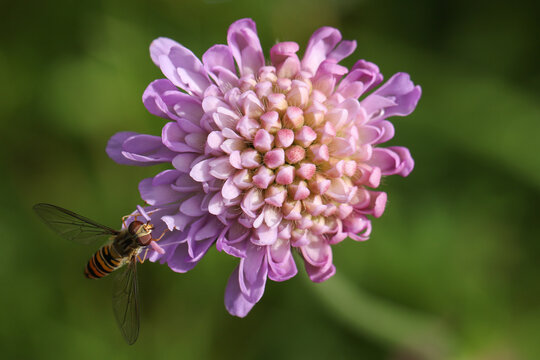 The flower of a Field Scabious, Knautia arvensis, growing in a wildflower meadow.