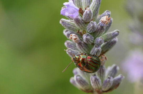 A Rosemary Beetle, Chrysolina americana, on lavender flowers.
