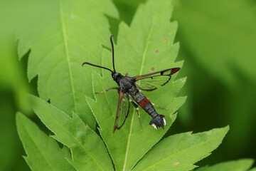 A rare Red-tipped Clearwing Moth, Synanthedon formicaeformis, resting on a leaf.