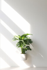 Interior room with white wall, shelf and plant.