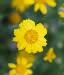 Beautiful close-up of a glebionis segetum flower