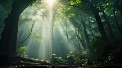  a sunbeam in the middle of a forest filled with trees.  generative ai