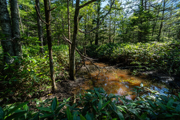上高地の林道・風景