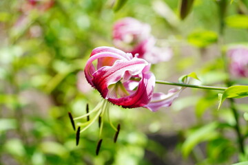 ユリ科　ブラックビューティー