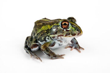 Fototapeta premium African bullfrog // Afrikanischer Ochsenfrosch (Pyxicephalus adspersus)
