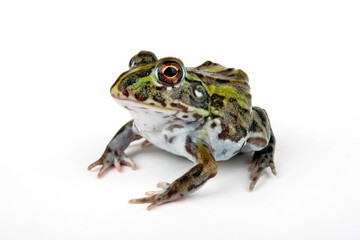 Obraz premium African bullfrog // Afrikanischer Ochsenfrosch (Pyxicephalus adspersus)