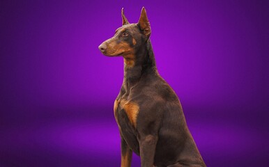 Fototapeta premium Beautiful young dog posing on background.