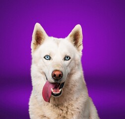 Beautiful young dog posing on background.