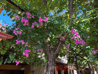 bougainvillea in Hoi An, Vietnam