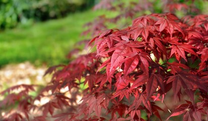 cluseup on red leaf of a japanese maple tree in a garden - obrazy, fototapety, plakaty