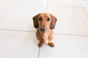 Dachshund Miniature Doxie Wiener dog looking up at owner inside their home