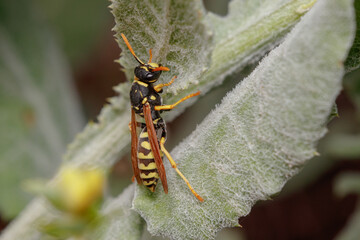 Polistes dominula paper wasp feeding from a green plant on a sunny day