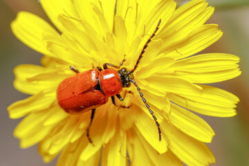 Daffodil leaf beetle, Exosoma lusitanica, feeding from a yellow flower on a sunny day