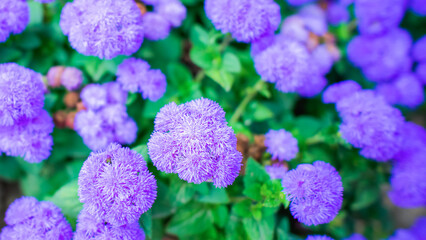 Blue flowers of Ageratum houstonianum (floss flower) on a blurred background of foliage.