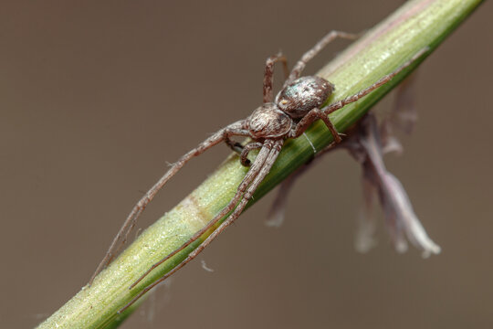 Running crab spider, Philodromus sp., waiting for preys at the top of a plant