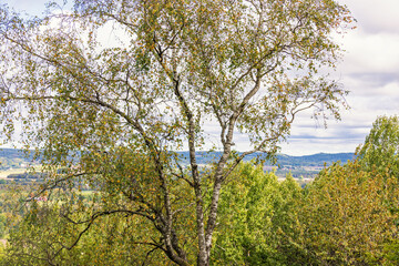 Fototapeta na wymiar Birch tree with autumn colors in a beautiful landscape view