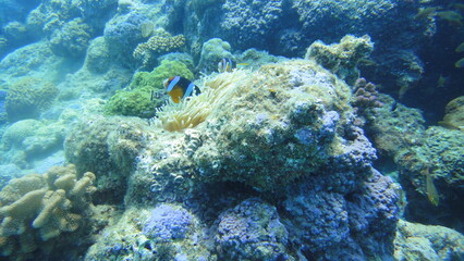 スキューバダイビング沖縄の海