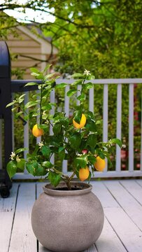 potted meyer lemon tree on the patio. home citrus cultivation. decorative plants