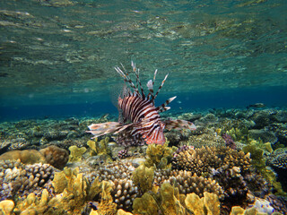Beautiful lion fish swims on the red sea coral reef