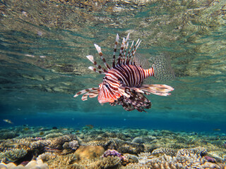 Beautiful lion fish swims on the red sea coral reef