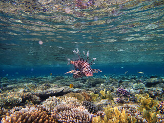 Beautiful lion fish swims on the red sea coral reef