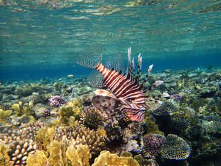 Beautiful lion fish swims on the red sea coral reef
