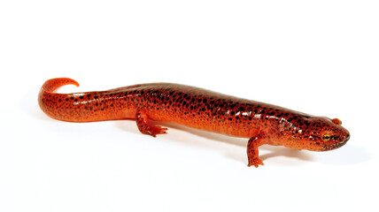 Red salamander // Rotsalamander (Pseudotriton ruber) 