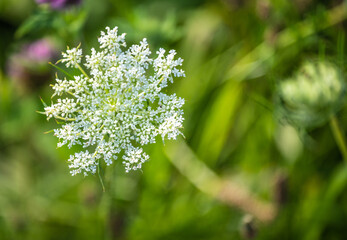 Abstract defocused nature background queen anne's lace